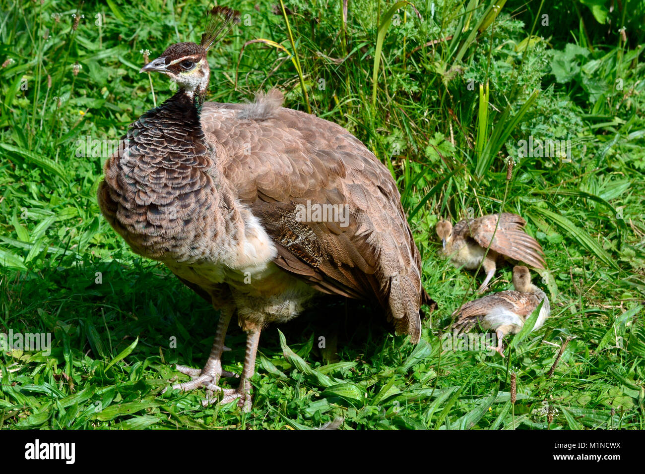 Peahen with chicks at South Lakes Safari Zoo, Cumbria, UK Stock Photo
