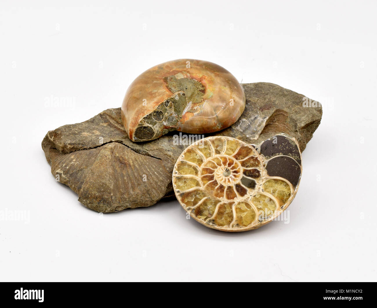 Fossils arranged on a seamless white background, including brachiopods, nautilus, crinoids, and fish, on a seamless white background. Stock Photo