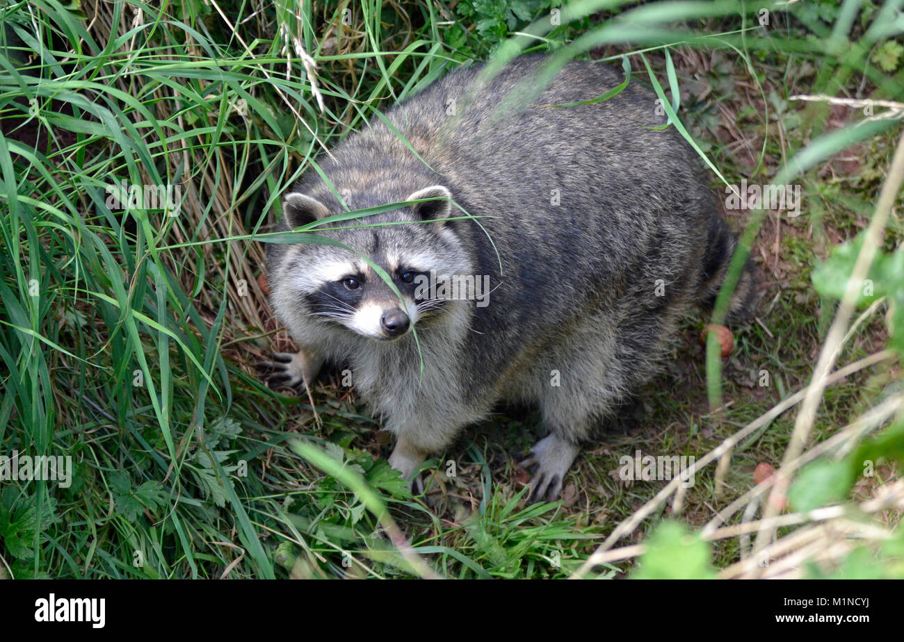 Racoon at South Lakes Safari Zoo, Cumbria, UK Stock Photo - Alamy