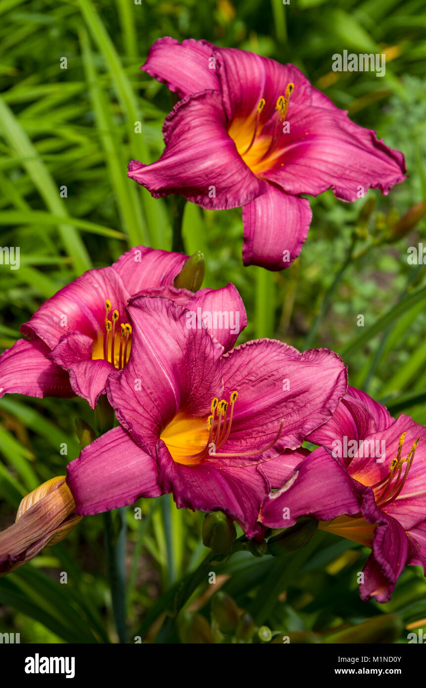 Purple Stella D'oro Day Lily Flowers Stock Photo