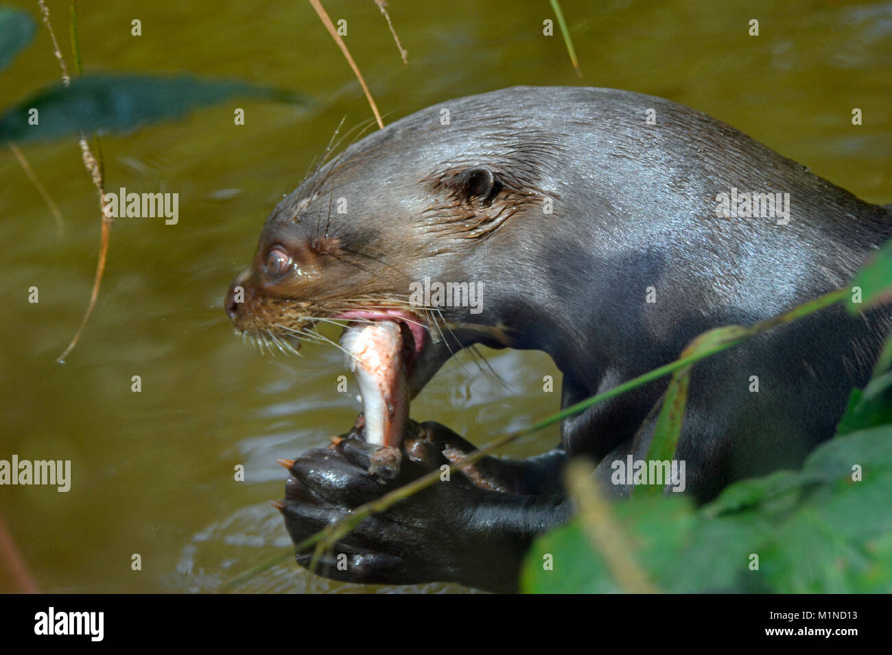 Giant otter from South America in the pool at feeding time. South Lakes Safari Zoo. Cumbria UK Stock Photo