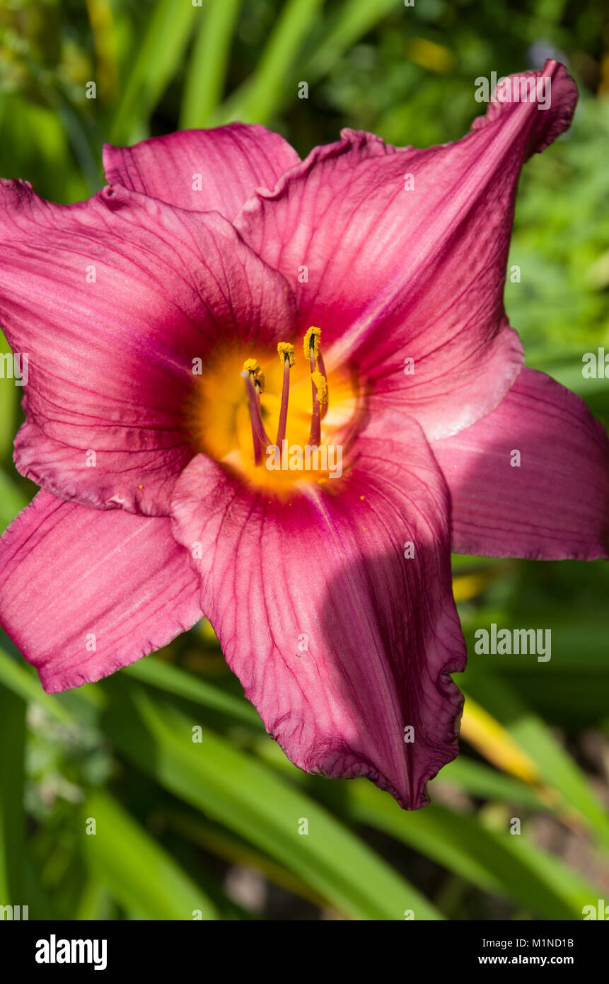 Purple Stella D'oro Day Lily Flower 1 Stock Photo