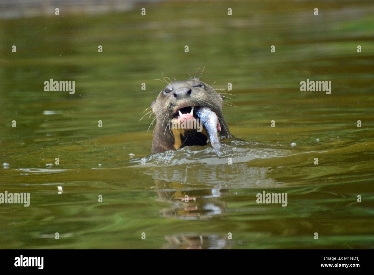 Giant otter from South America in the pool at feeding time. South Lakes Safari Zoo. Cumbria UK Stock Photo