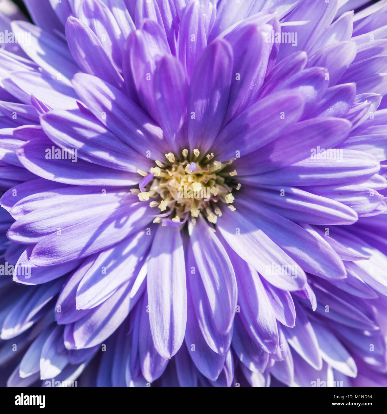 A macro shot of a blue michaelmas daisy. Stock Photo