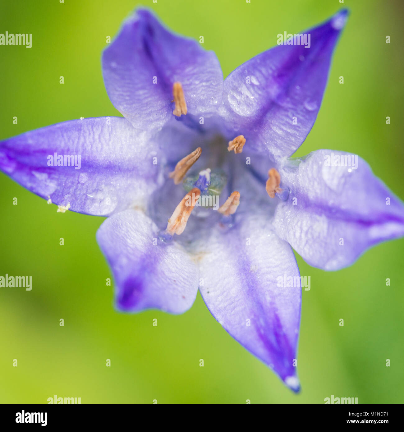 A macro shot of a bright blue grassnut bloom. Stock Photo