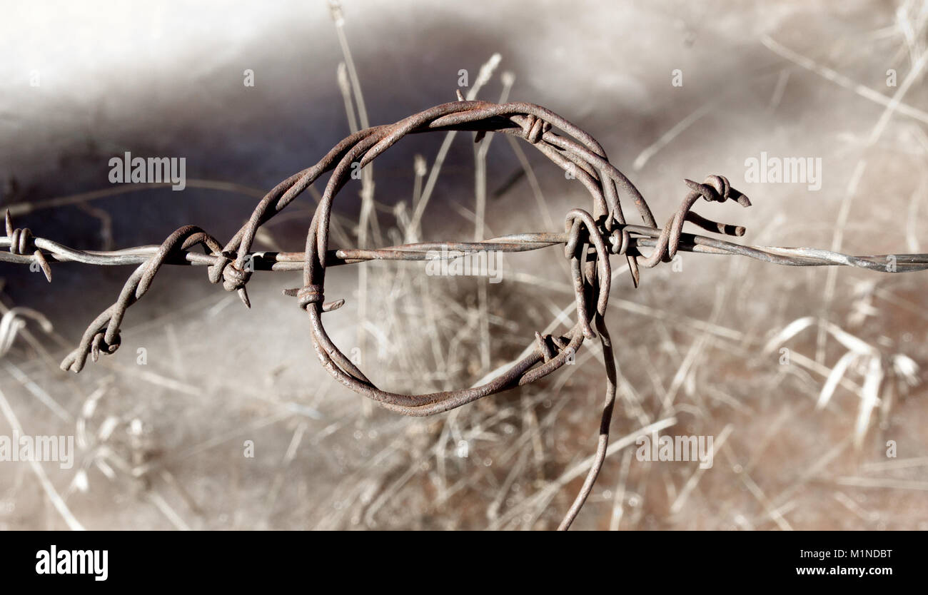 Brabwire Rusted A twisted strand of rusted barbed wire against a blurred background ...