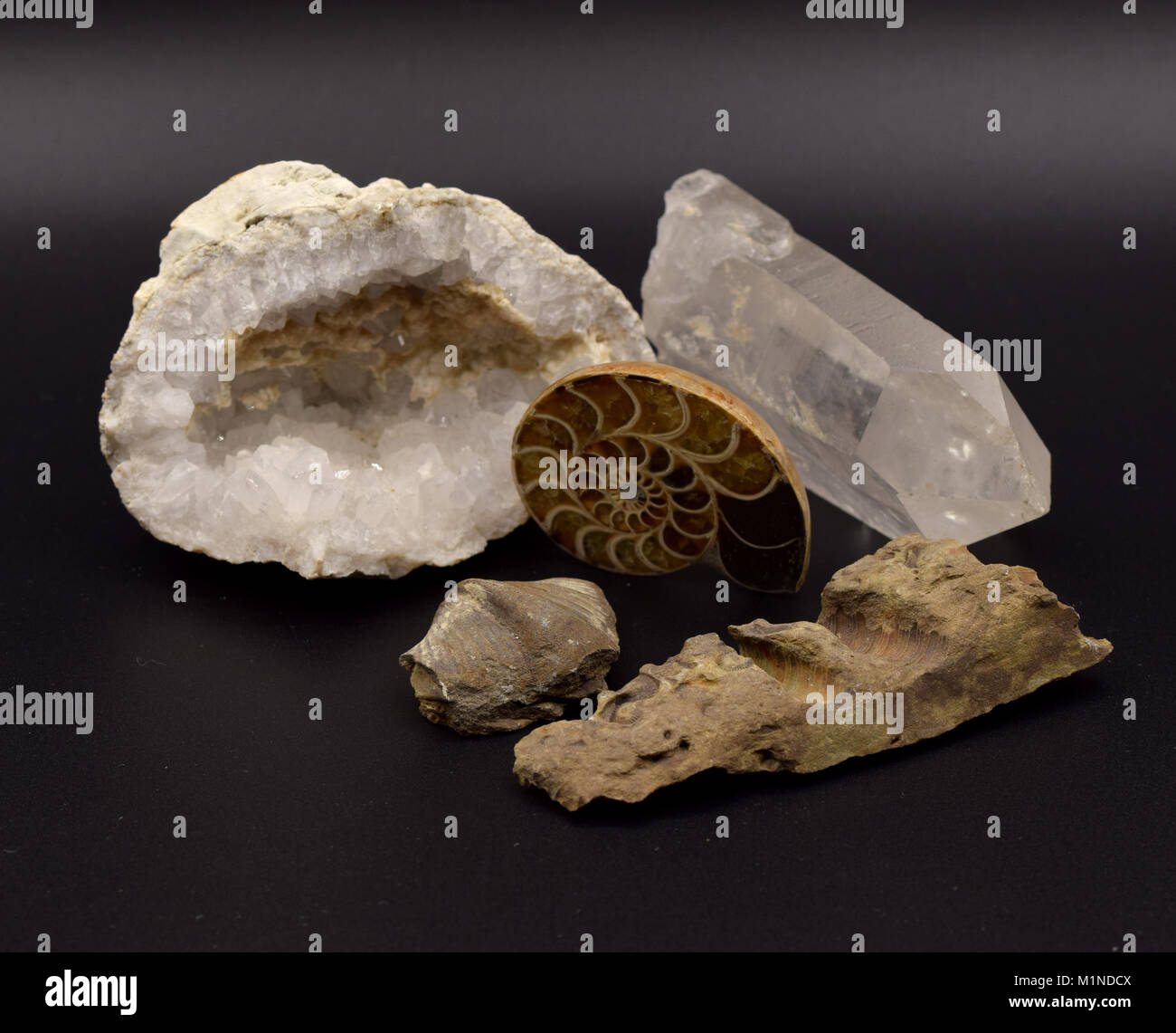 Fossils and gemstones including a geode, brachiopods, and crinoids ...