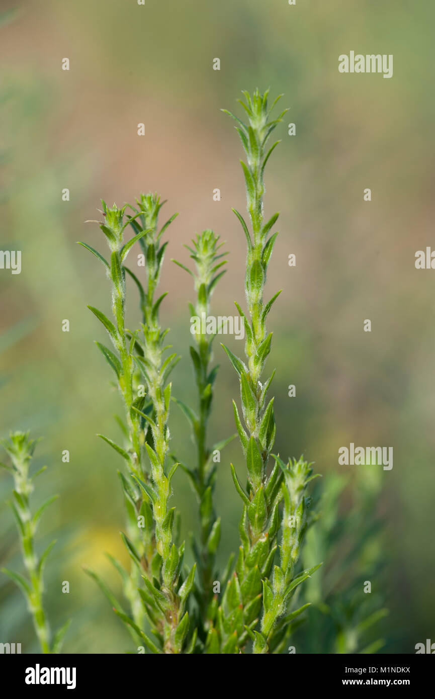 Corispermum leptopterum,Schmalfluegeliger Wanzensame,Bugseed Stock Photo