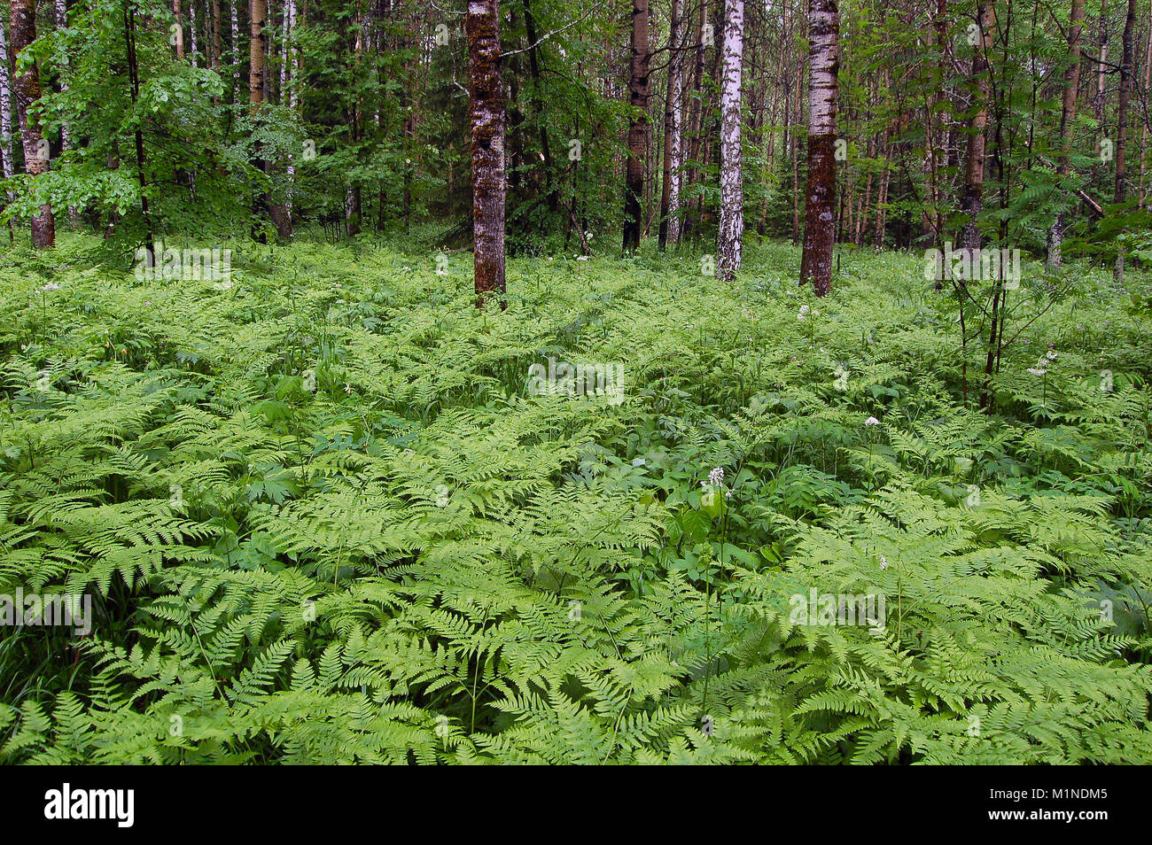 Deciduous forest with a thick fern undergrowth Stock Photo Alamy