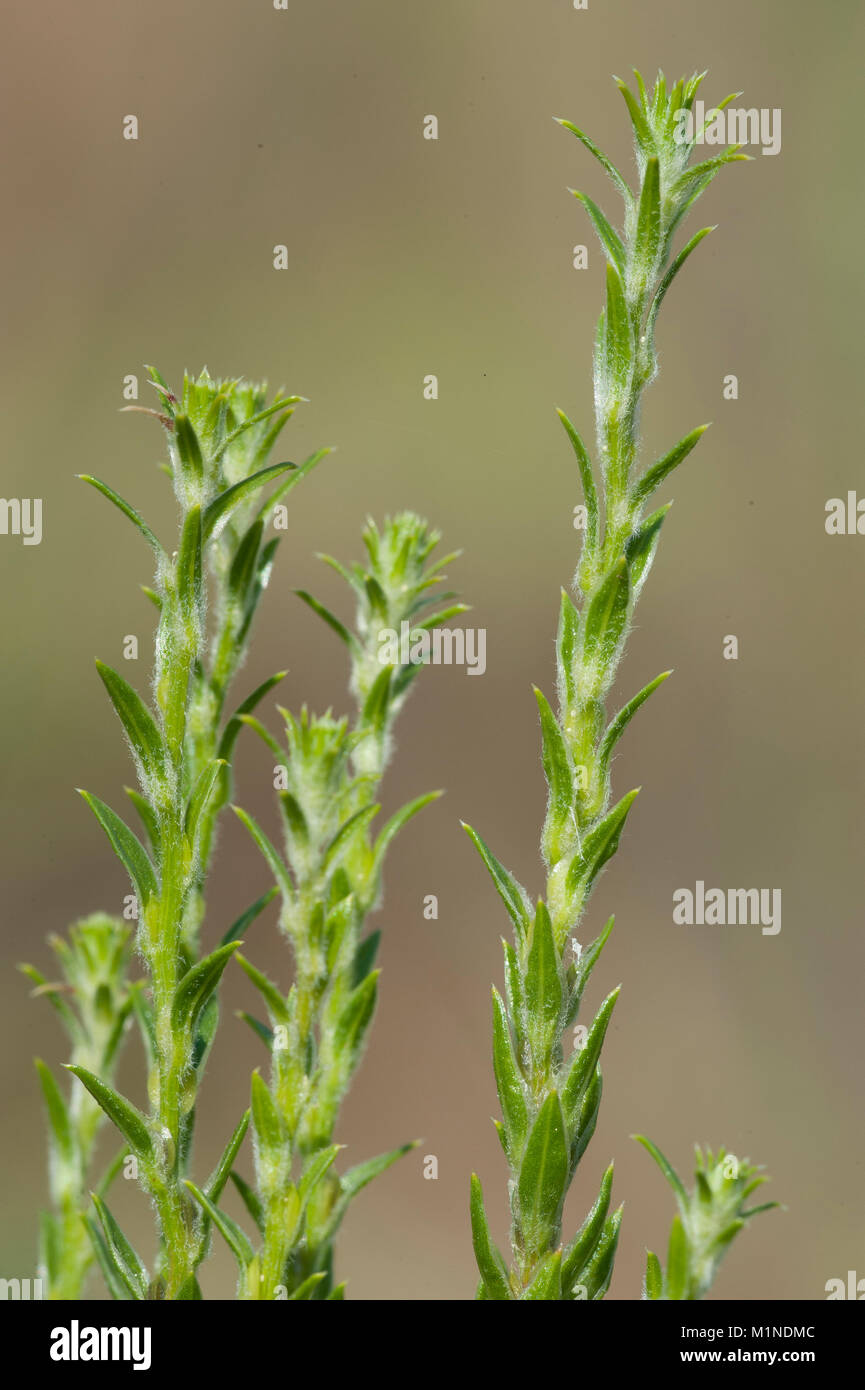 Corispermum leptopterum,Schmalfluegeliger Wanzensame,Bugseed Stock Photo