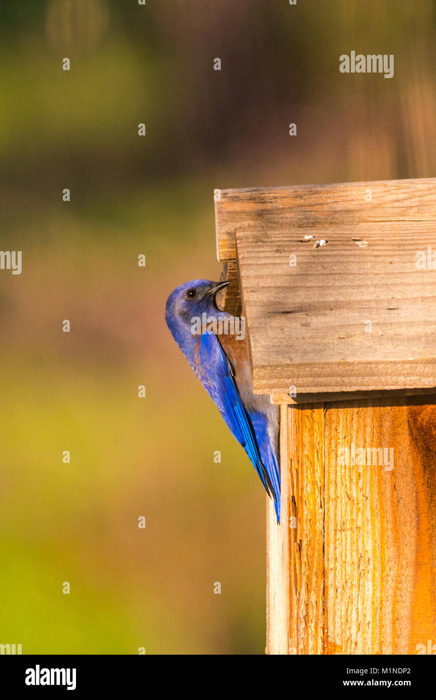 A Western Bluebird (Sialia mexicana) at a bird feeder in the San