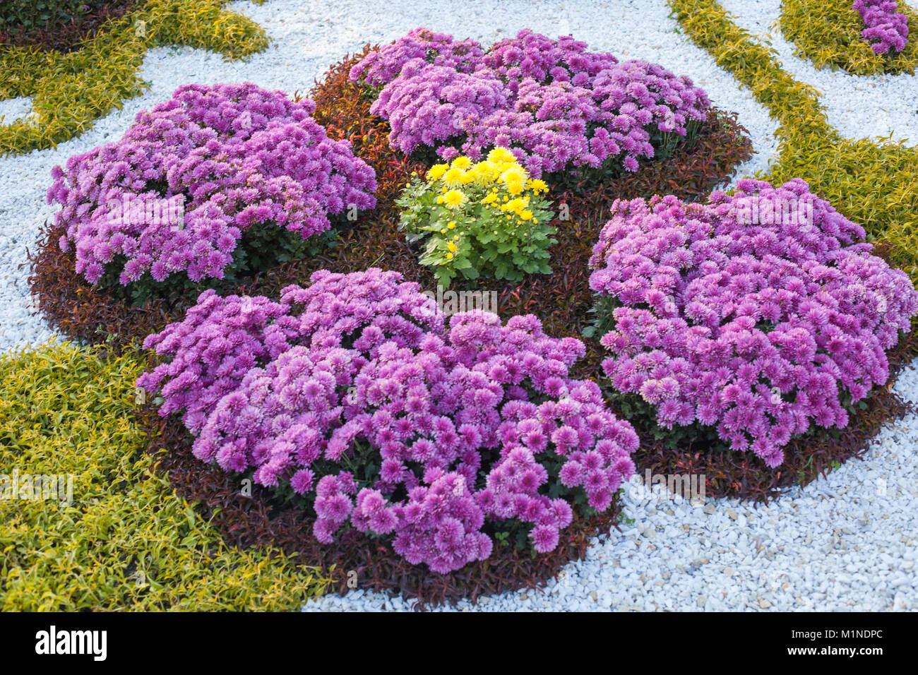 Chrysanthemums grass hi-res stock photography and images - Alamy