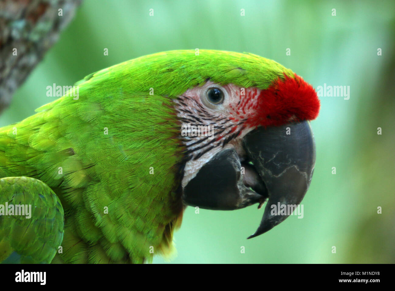 Green parrot Stock Photo