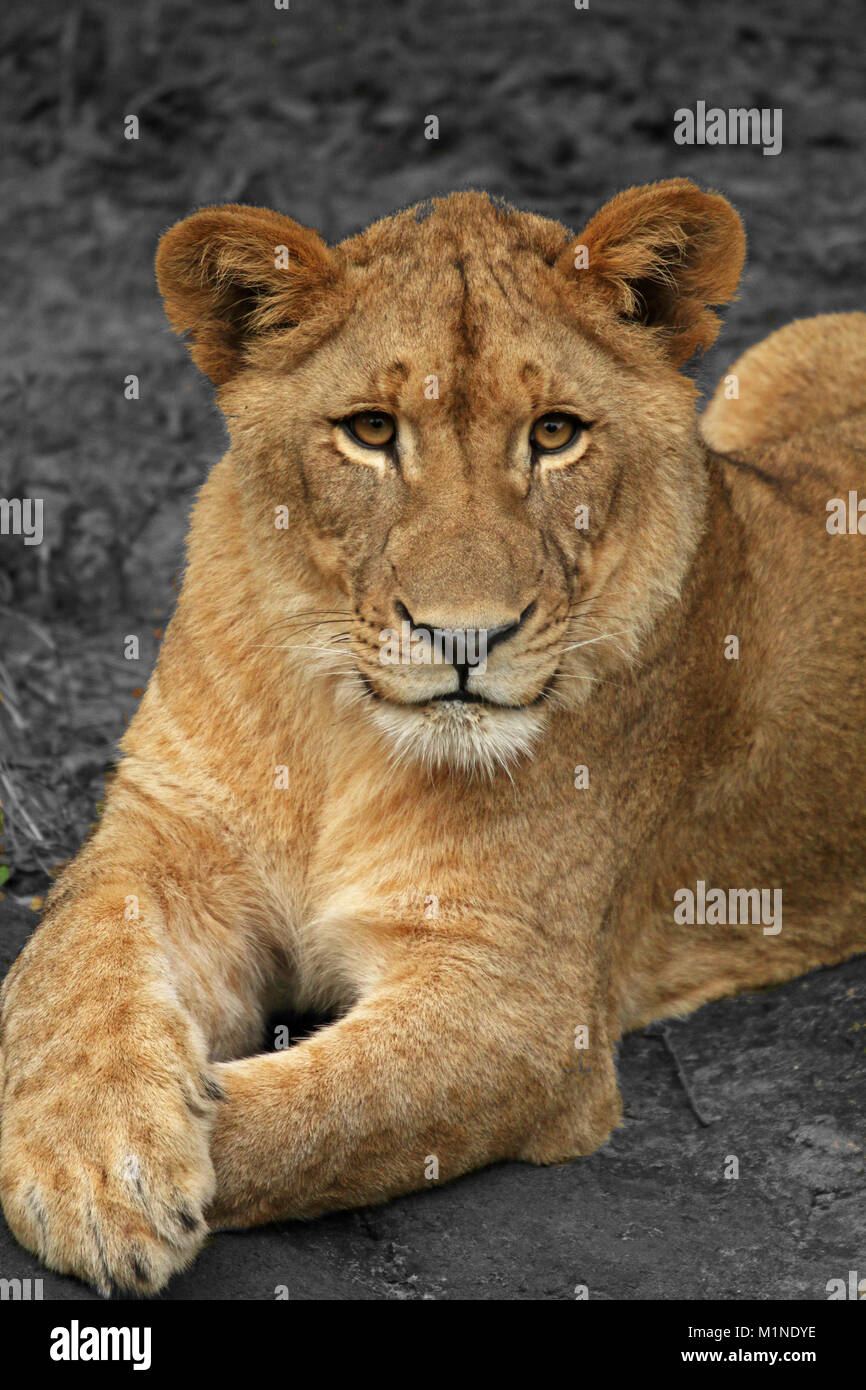 Resting lion Stock Photo