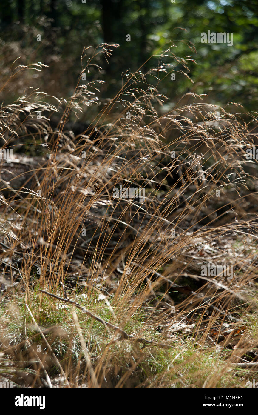 Deschampsia flexuosa,Draht-Schmiele,Wavy Hair-grass Stock Photo