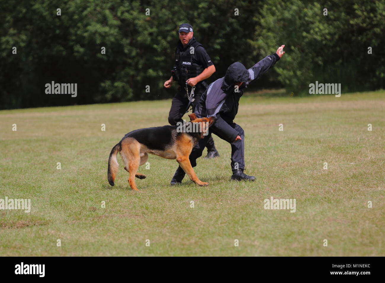 A police dog attacks a man during a training exercise Stock Photo