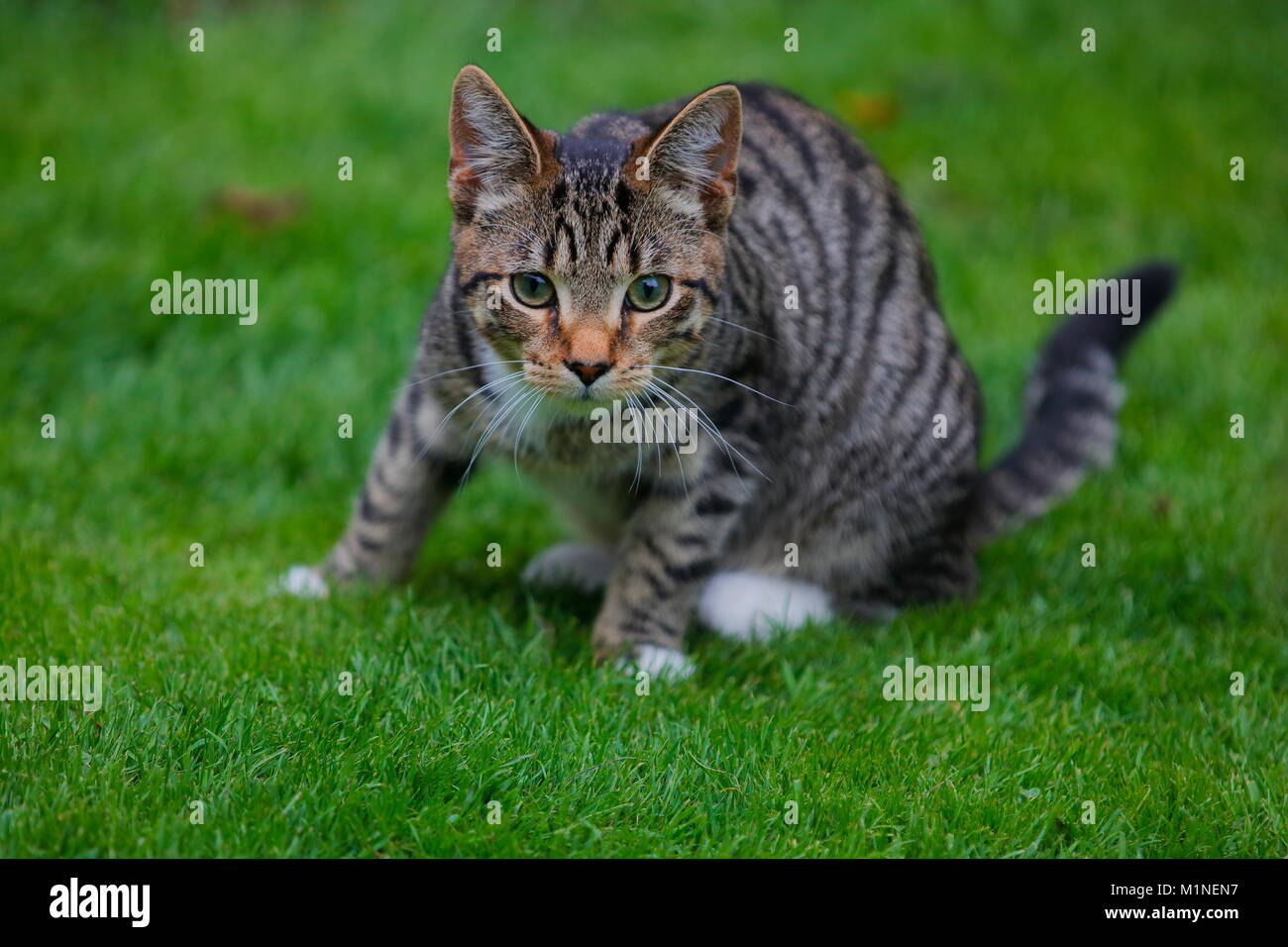 Our Pet cat Mylo  moments after being startled Stock Photo