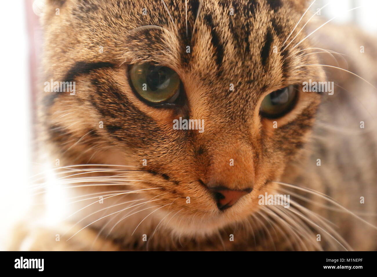 Our pet Tortoiseshell Cat Stock Photo - Alamy