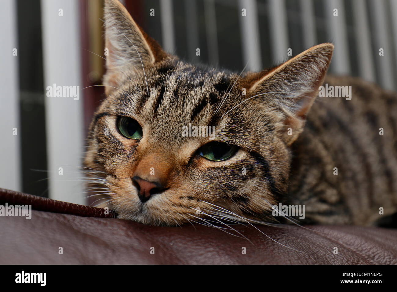 Our pet Tortoiseshell Cat Stock Photo - Alamy