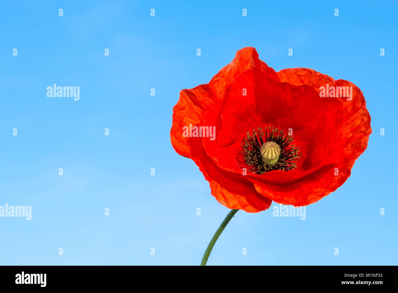 Beautiful red flower of poppy on a blue background. Papaver rhoeas. The silhouette of solitary wild corn rose in bloom against blue summer sky. Stock Photo
