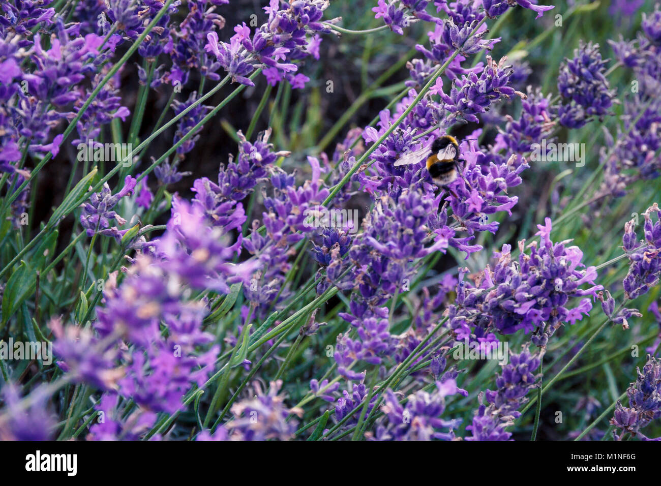 Bumblebee, bombus terrestris, pollinating herbal lavender flowers at ...