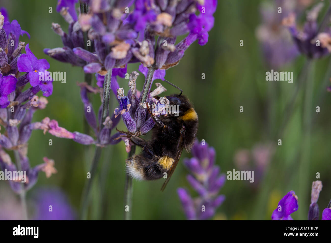 Bumblebee, bombus terrestris, pollinating herbal lavender flowers at ...