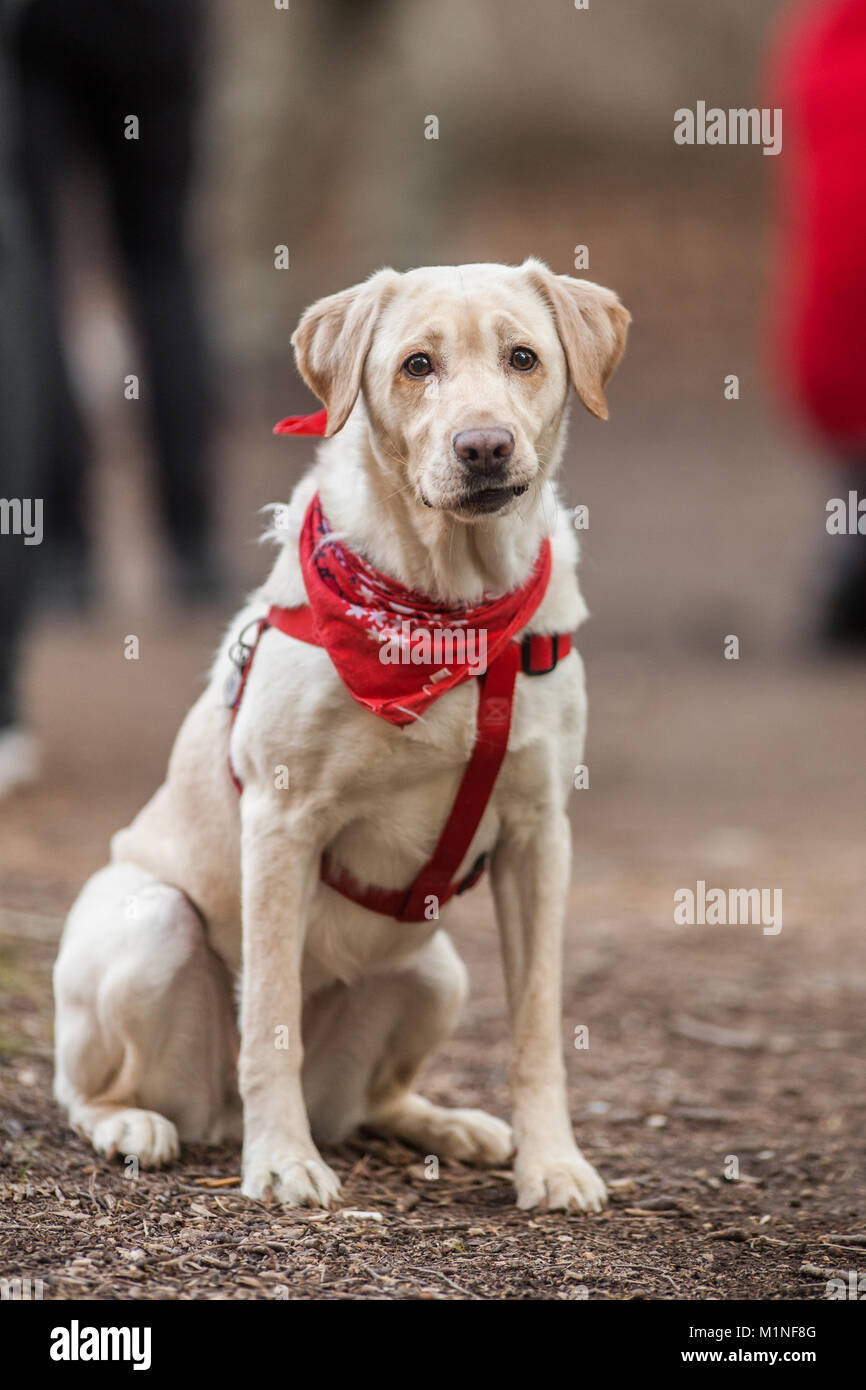 Adorable Purebred Labrador Retriever, Close up Portrait Stock Photo Alamy