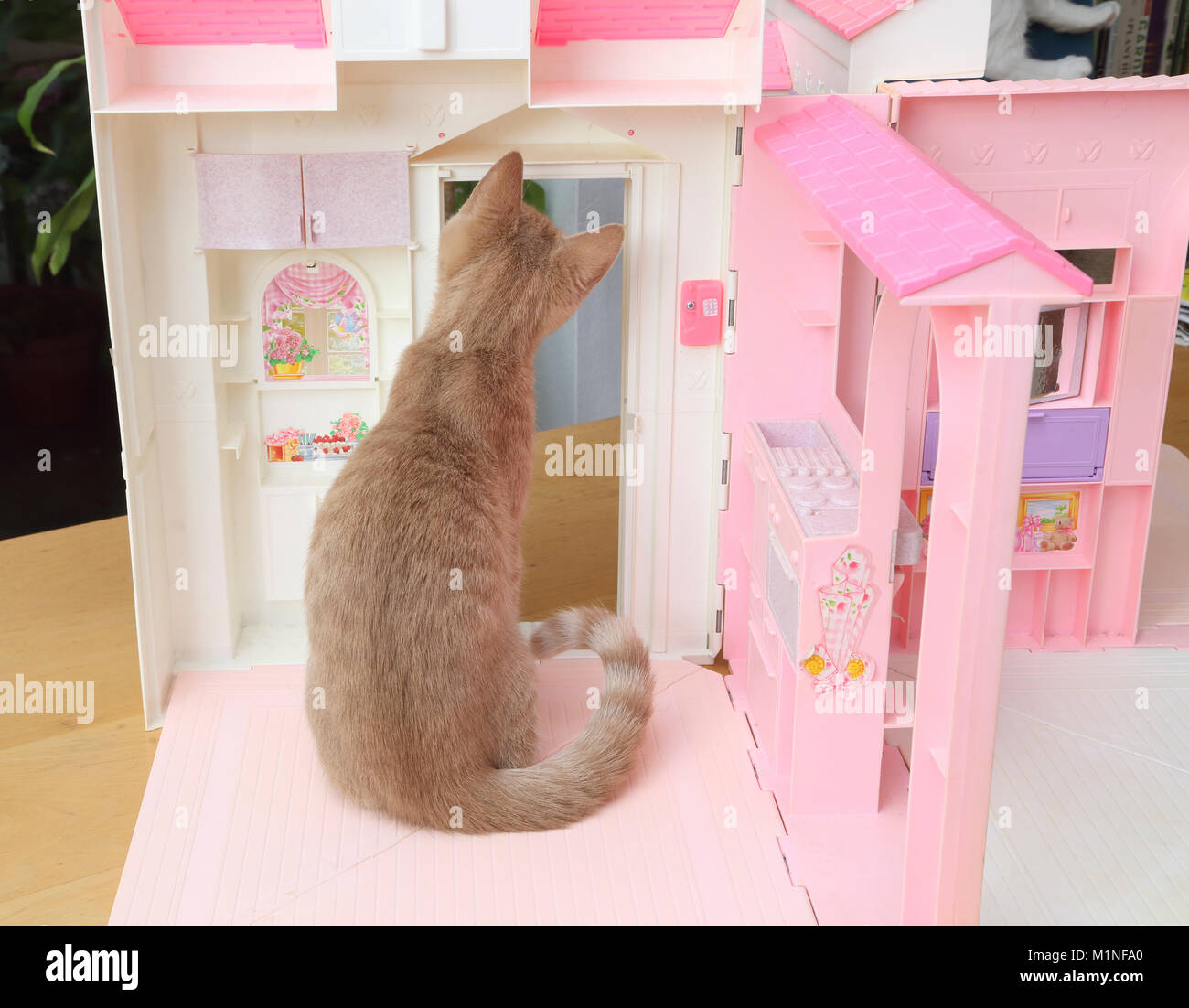 Ginger Tom Kitten Sitting In Barbie Doll's House Looking Through Door Stock  Photo - Alamy