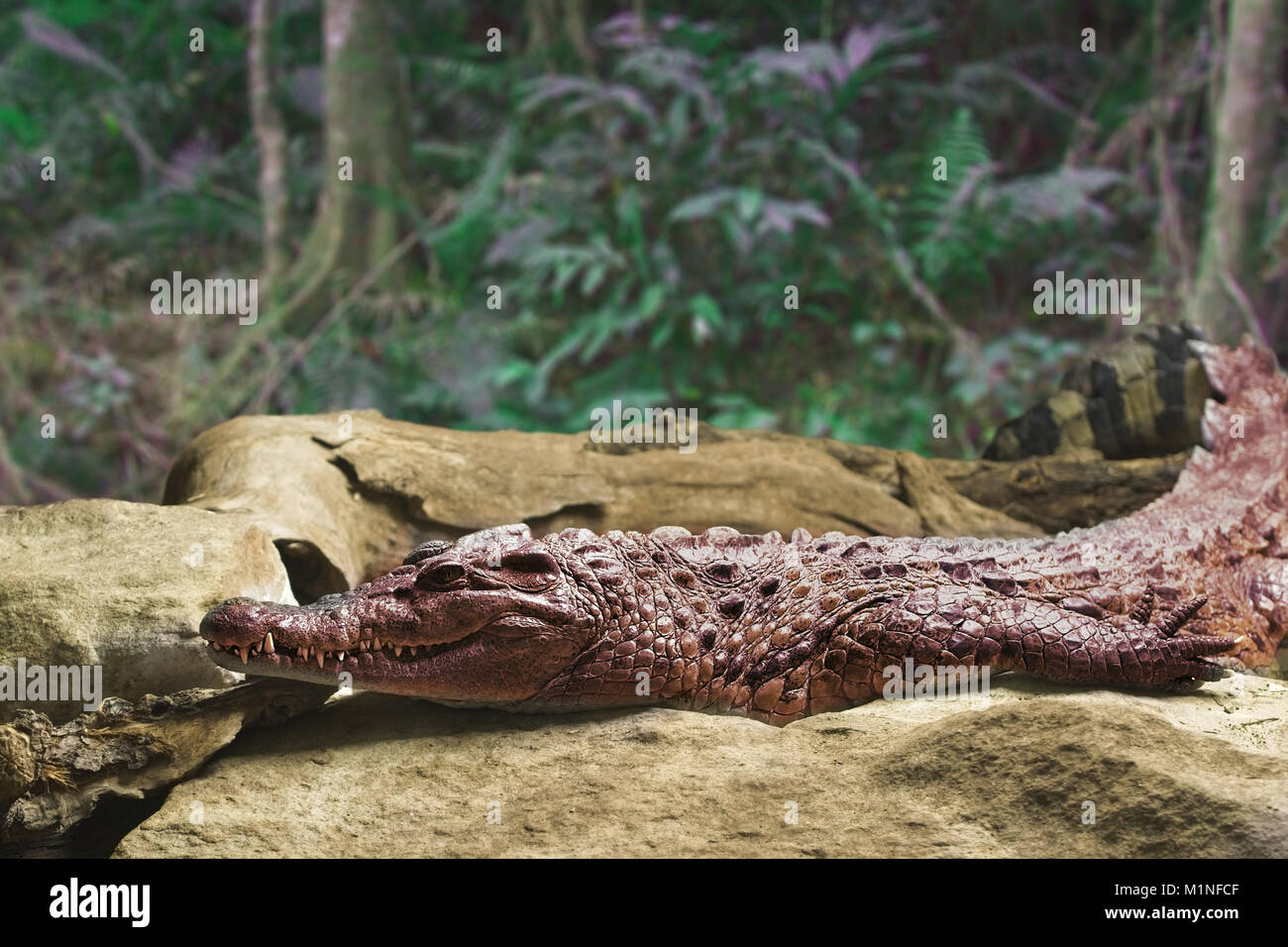 Alligator lying on a Boulder Stock Photo