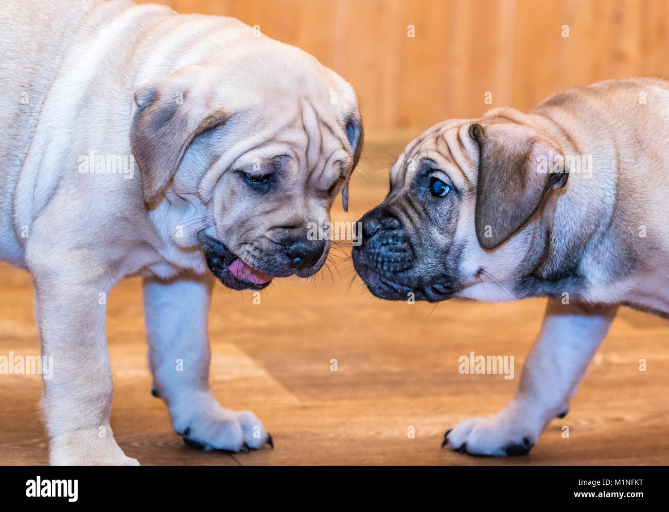 Two 9 weeks old Ca de Bou (Mallorquin Mastiff) puppies playing with each other Stock Photo