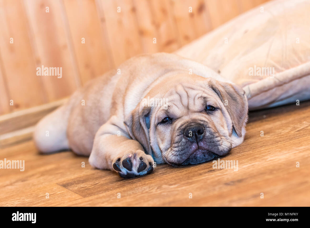 Brown 9 weeks old Ca de Bou (Mallorquin Mastiff) puppy dog lying on a parquet floor Stock Photo