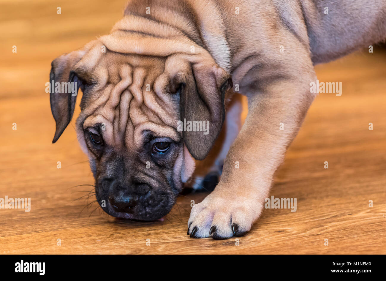 Brown 9 weeks old Ca de Bou (Mallorquin Mastiff) puppy dog Stock Photo