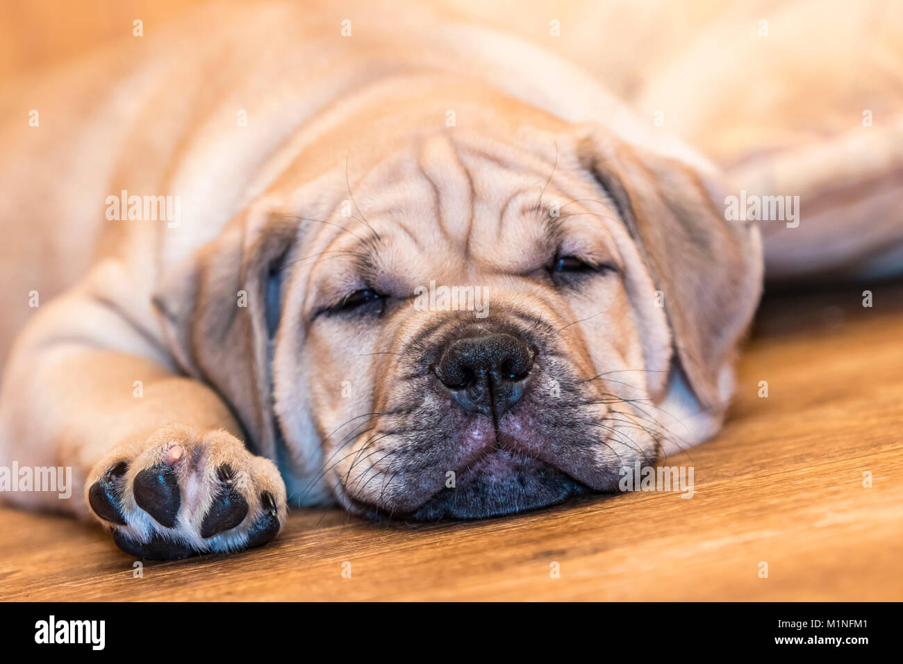 Brown 9 weeks old Ca de Bou (Mallorquin Mastiff) puppy dog sleeping on a parquet floor Stock Photo