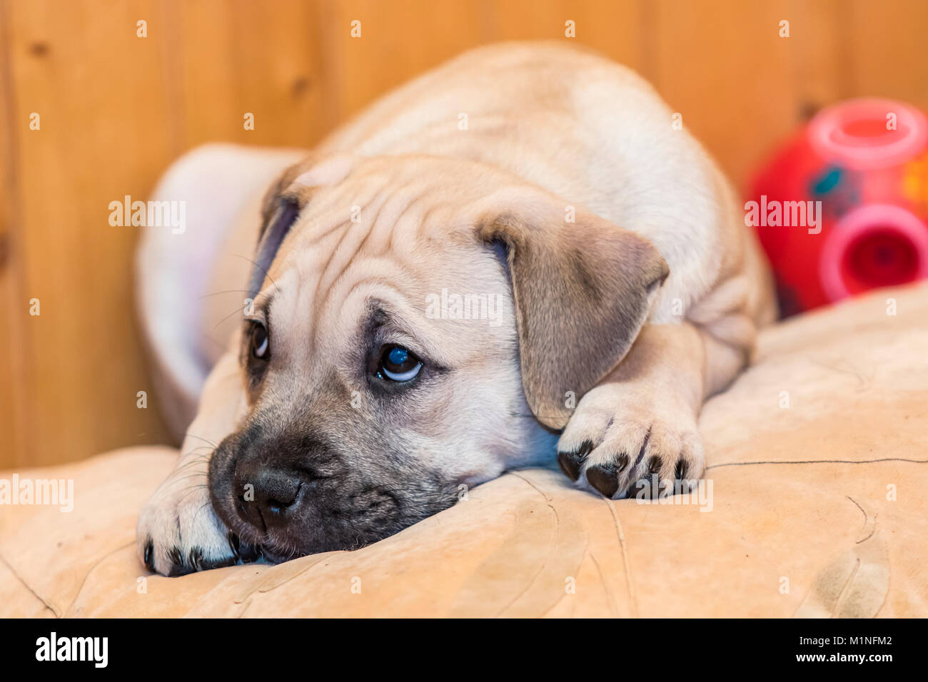 Brown 9 weeks old Ca de Bou (Mallorquin Mastiff) puppy dog with sad eyes lying on a pillow Stock Photo