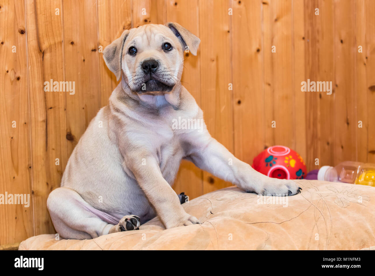 Brown 9 weeks old Ca de Bou (Mallorquin Mastiff) puppy dog sitting on a pillow Stock Photo