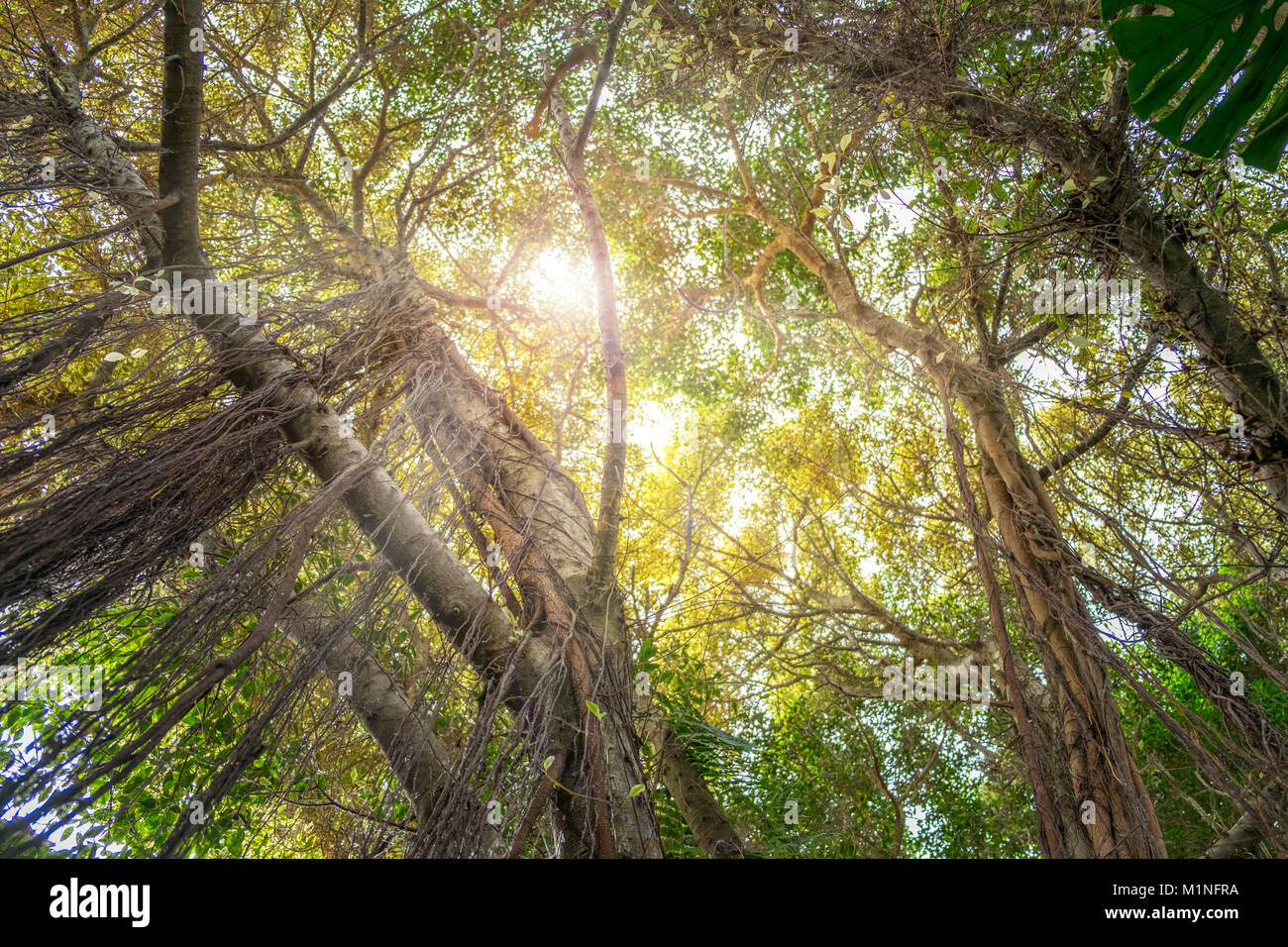 looking up insde jungle - trees in rainforest Stock Photo