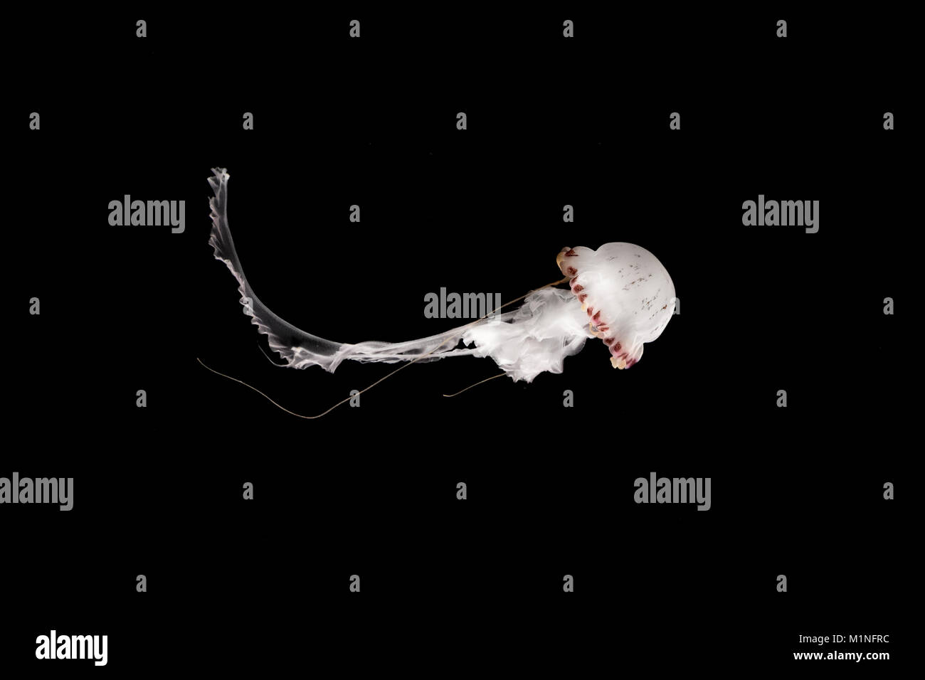 white jellyfish isolated on black background - jellyfish Stock Photo