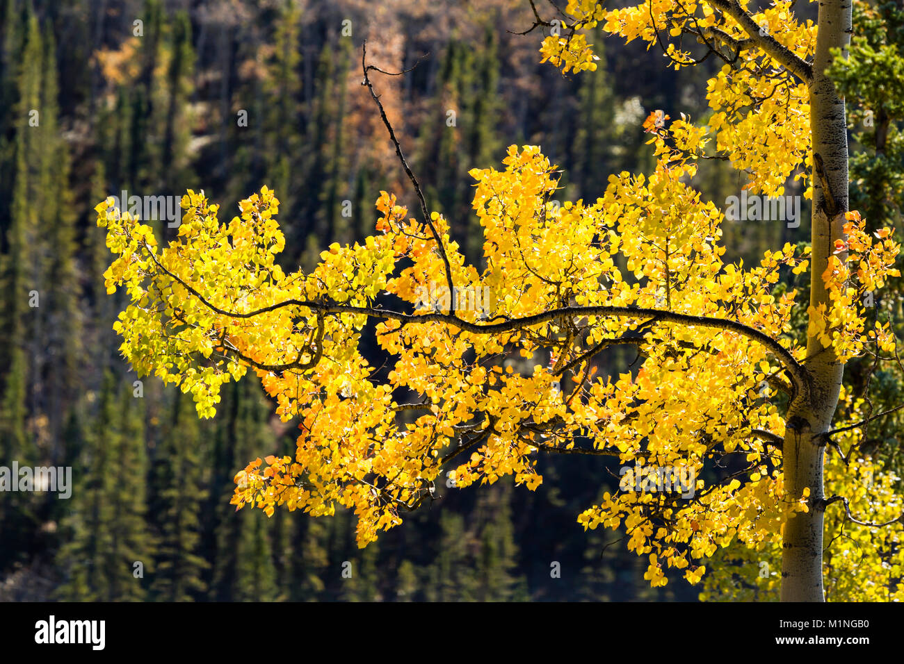 Quaking Aspen leaves backlit by late autumn sun in Denali National Park 