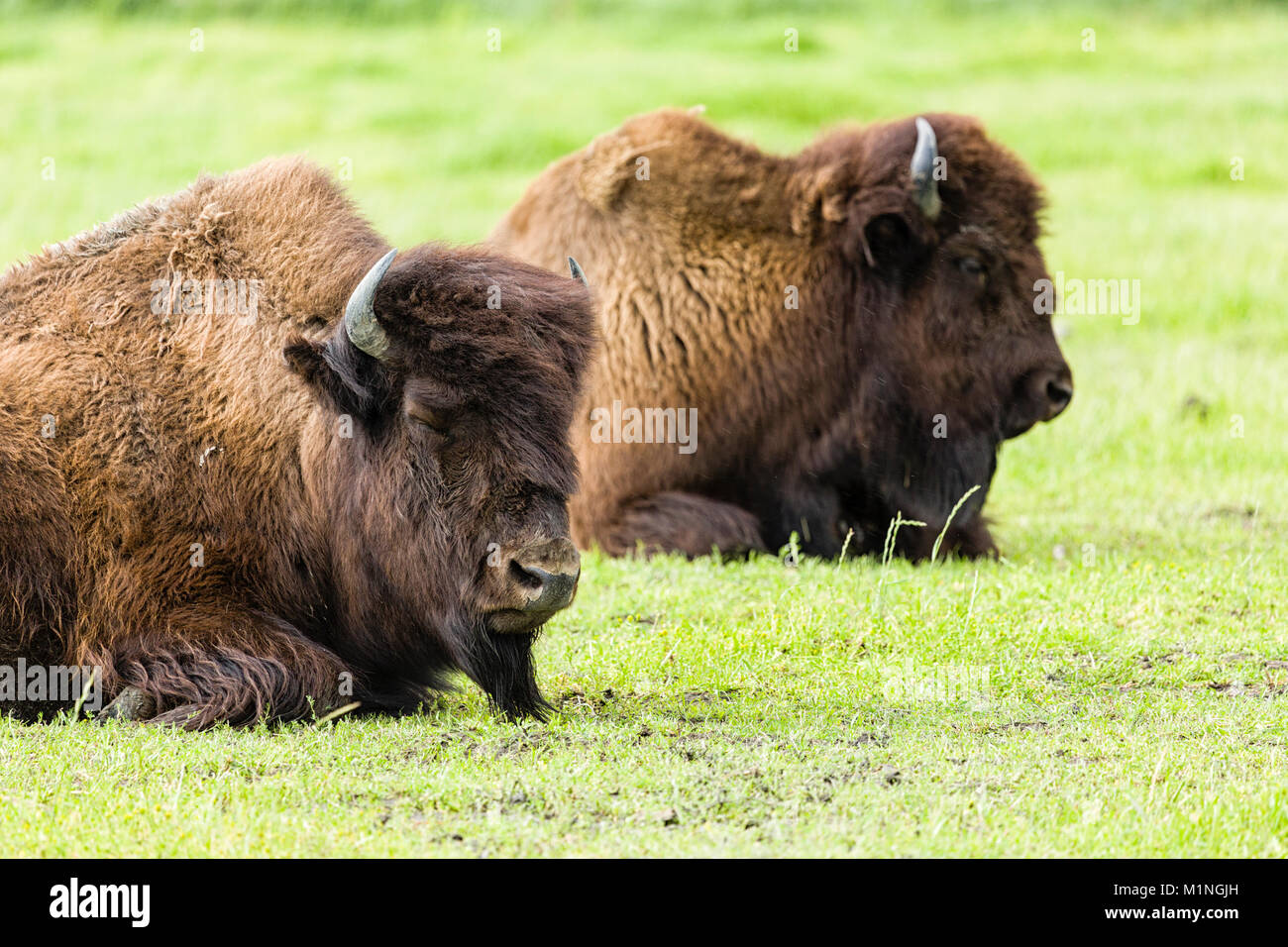 Captive wood bison resting at the Alaska Wildlife Conservation Center in Portage in Southcentral Alaska. Stock Photo
