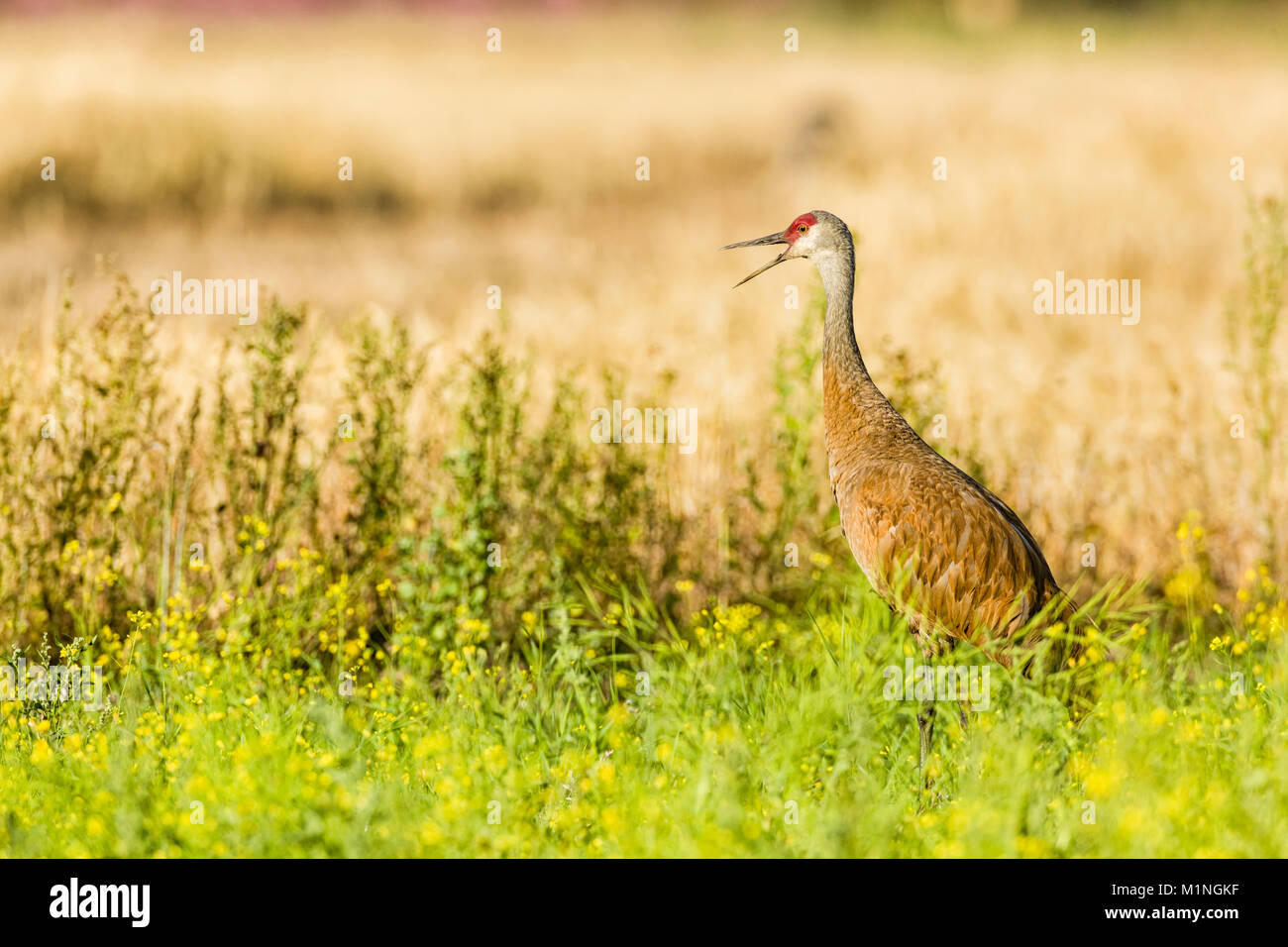 Creamers Field Migratory Waterfowl Refuge High Resolution Stock