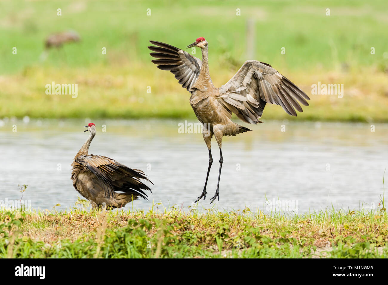 Sandhill Crane jumps and displays plumage for its mate at Creamer's