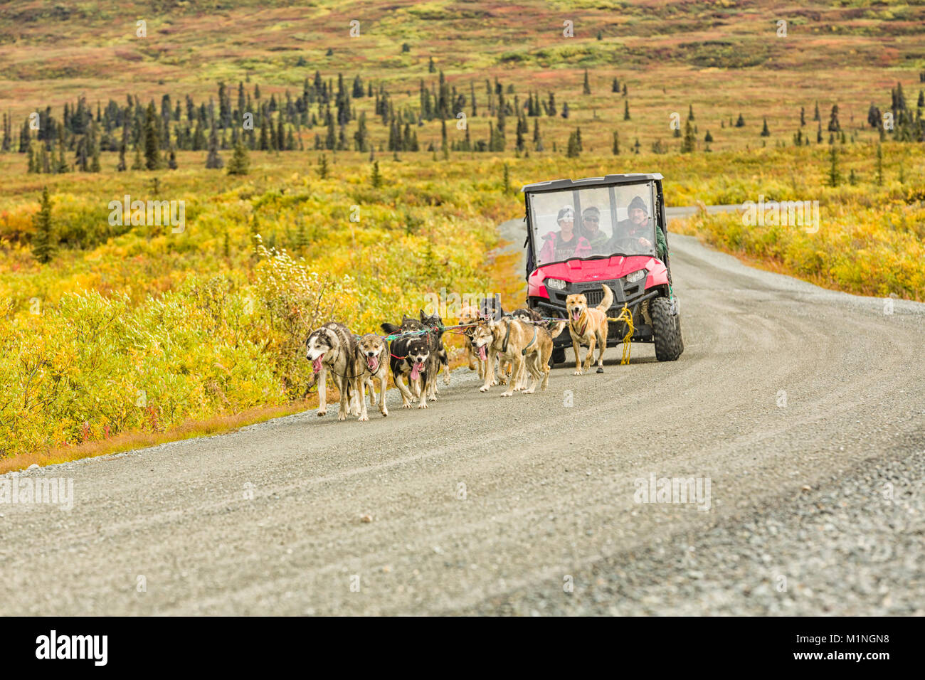 Musher Zoya Denure, husband John Schandelmeier, and handler take sled dogs out for a practice run pulling an ATV along the Denali Highway in Alaska. Stock Photo
