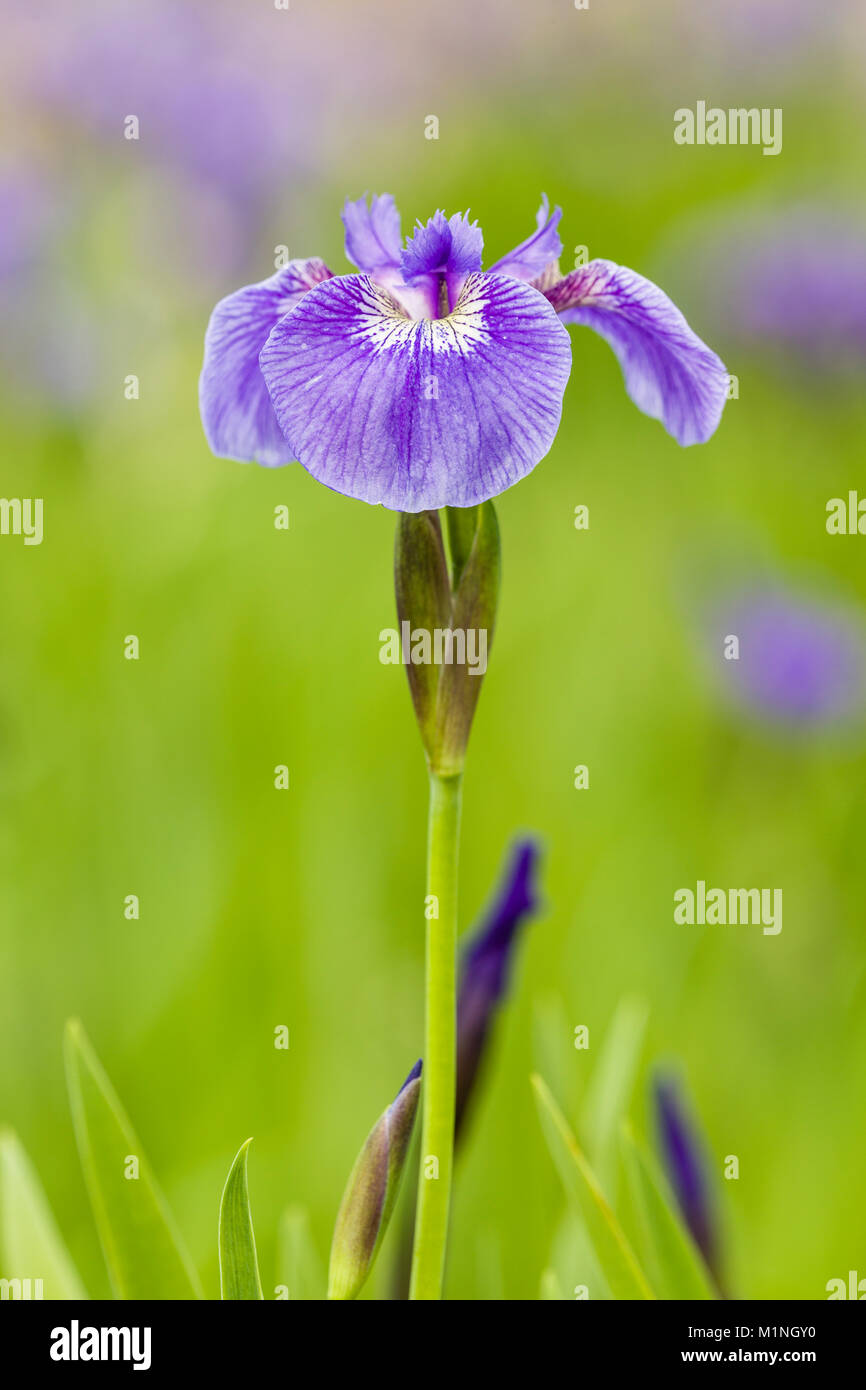 Closeup of Wild Iris wildflower in late spring at Eklutna Flats in Southcentral Alaska. Stock Photo