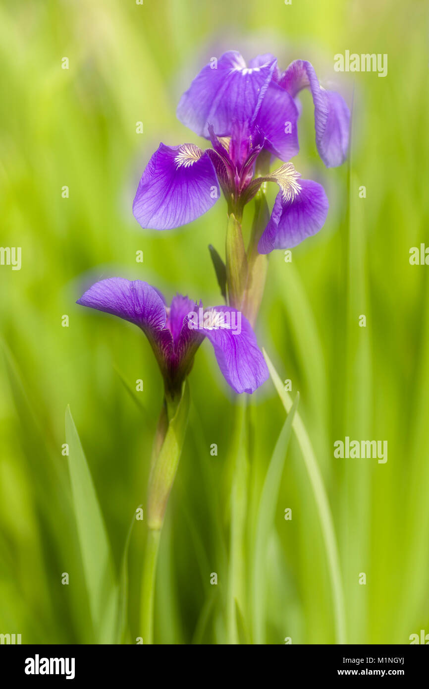 Orton Effect of Wild Iris wildflower in late spring at Eklutna Flats in Southcentral Alaska. Stock Photo