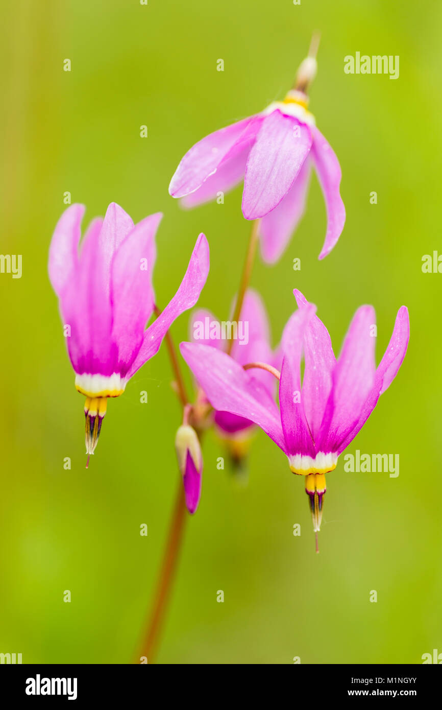 Closeup of Shooting Star (Dodecatheon pulchellum) wildflowers in late spring at Eklutna Flats in Southcentral Alaska. Stock Photo