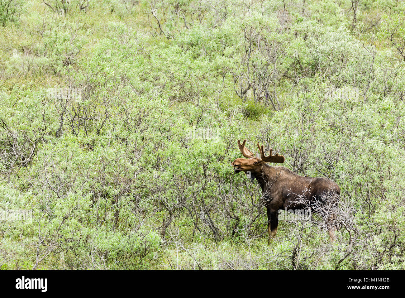 Bull moose foraging on willow trees in the Toklat River Valley in Denali National Park in Southcentral Alaska. Stock Photo