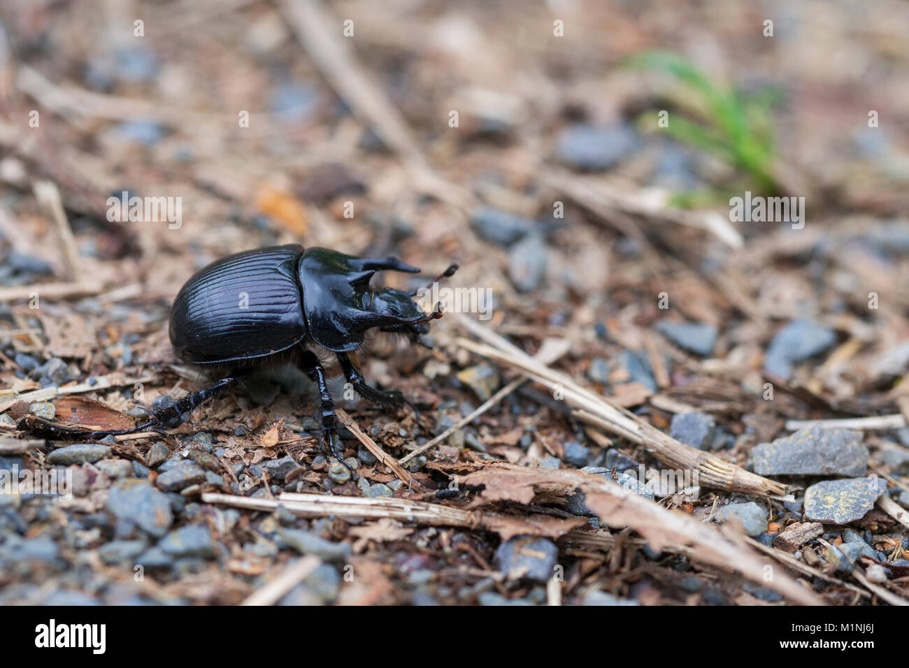 Earth-boring dung beetles, Typhaeus typhoeus Stock Photo