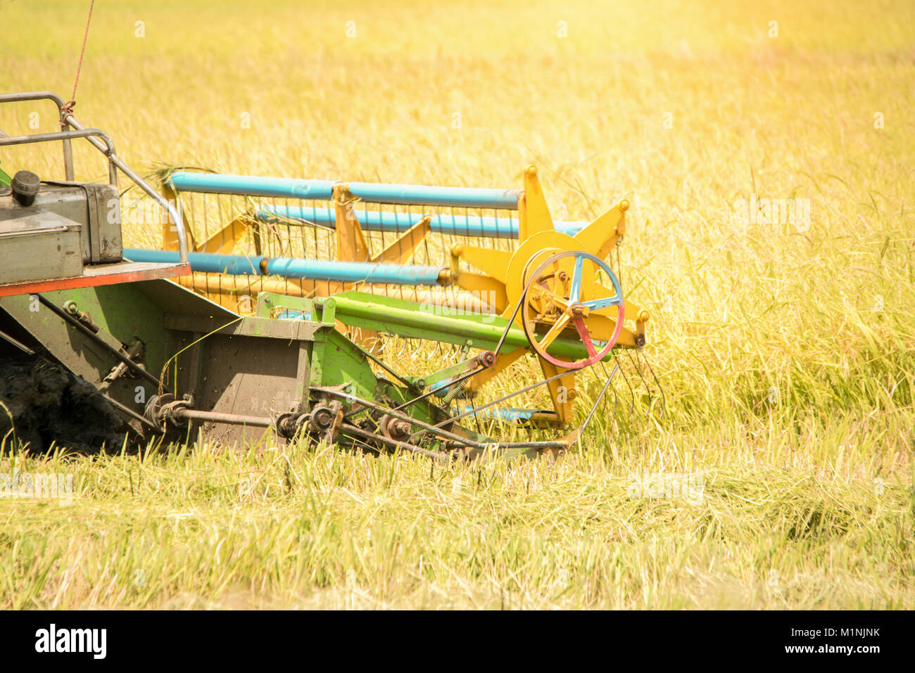 Soya bean plant hi-res stock photography and images - Alamy