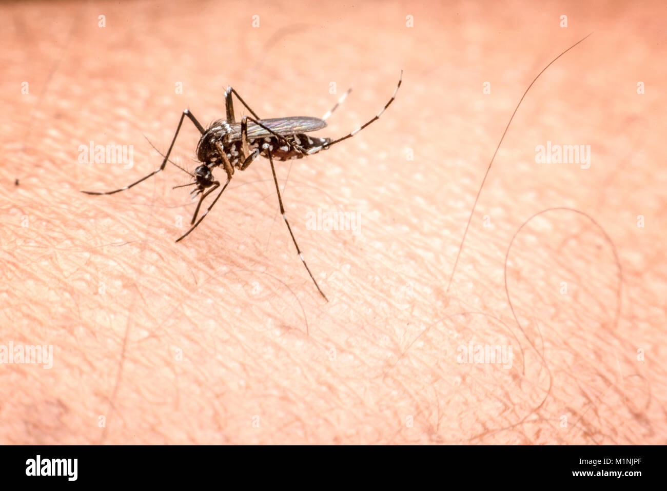 Close-up of a mosquito sucking blood Stock Photo