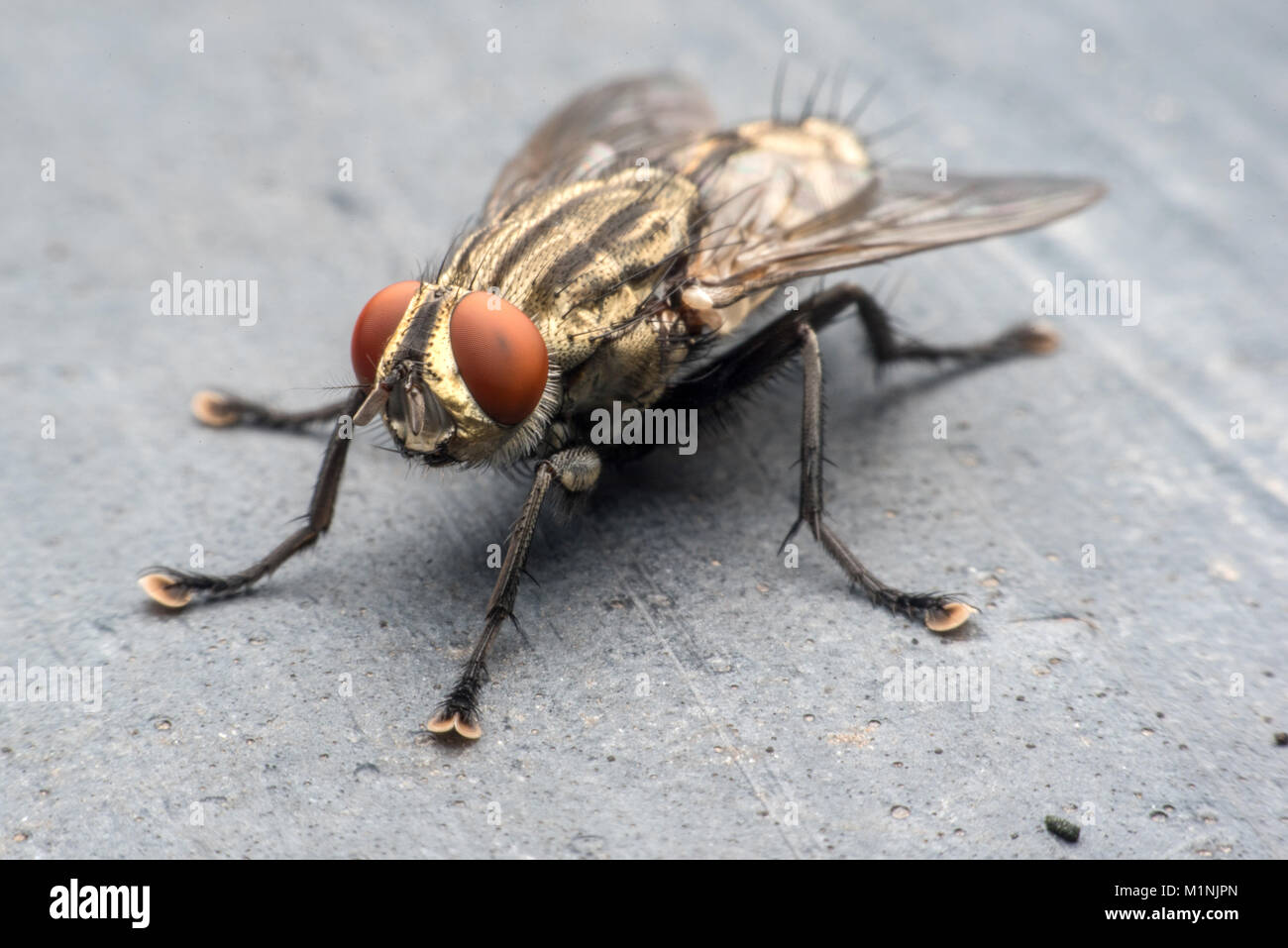 Blow fly, carrion fly, bluebottles, greenbottles Stock Photo